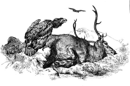 Fig 77