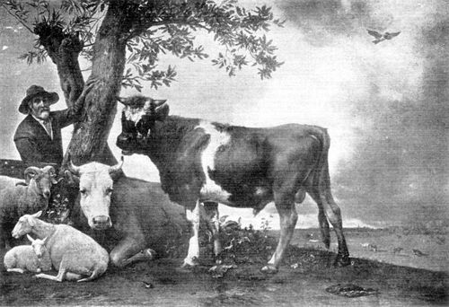 The Bull. Paul Potter.